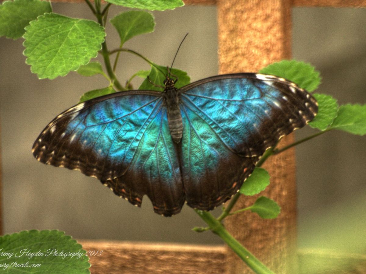 Producing Butterfly Images