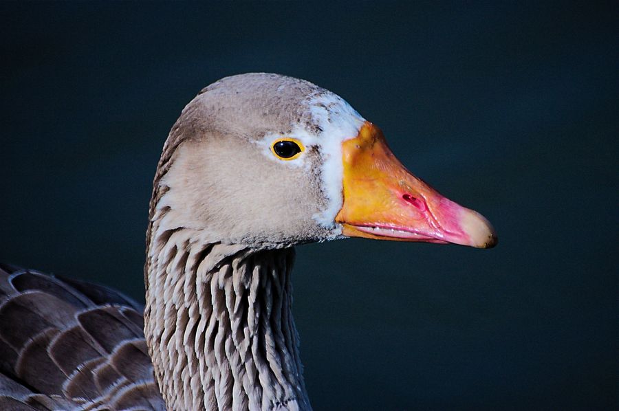 A grey goose came swimming by and had his portrait taken.