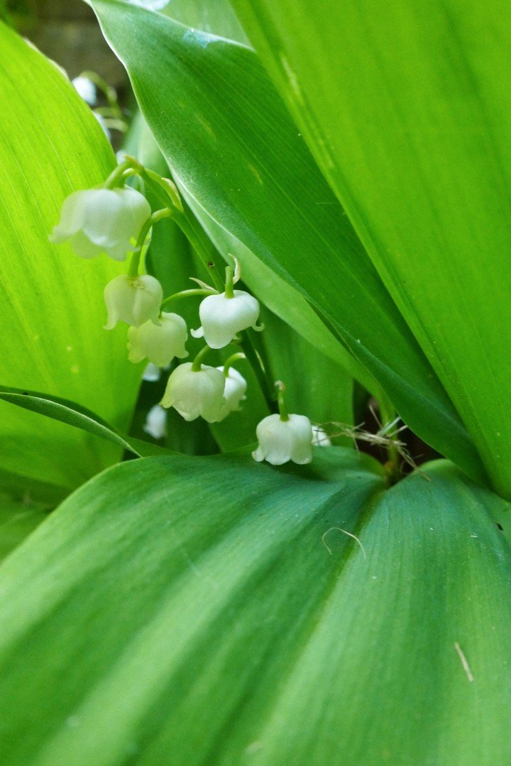 Lily of the valley flowers. Pretty white flowers hidden in their leaves.