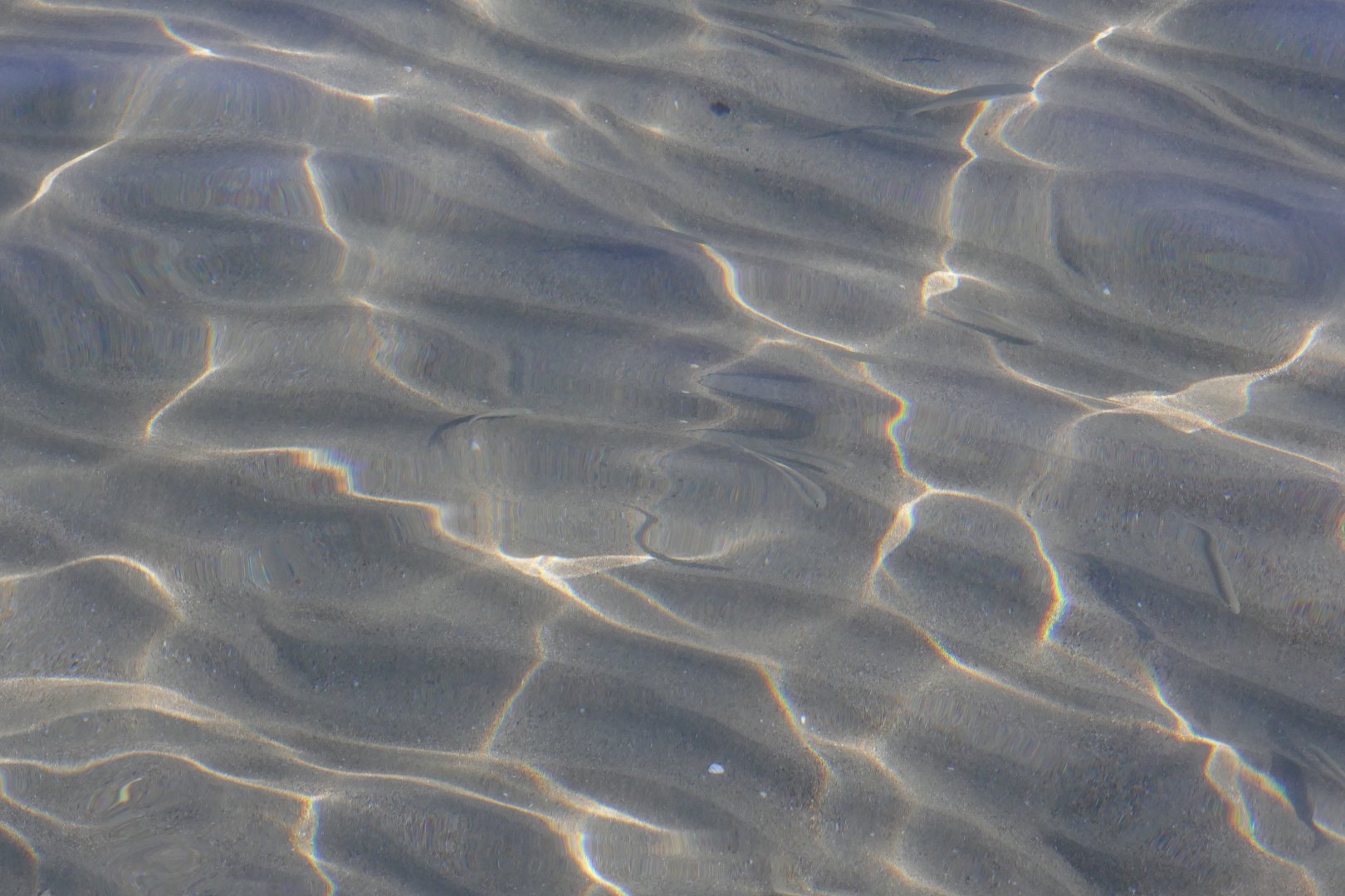 Just clear water in the sun - and fish - Kalamaki beach, Zante